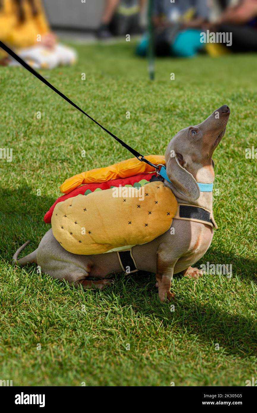 Dachshund en costume de hot-dog se trouve regarder vers le haut - Concours de costume de Dachshund Banque D'Images