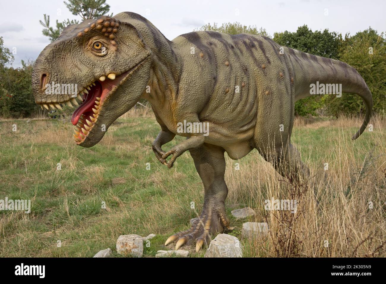 Modèle LifeSize de Tyrannosaurus rex un énorme dinosaure théropode bipedal à toutes choses Wild, Honeybourne, Royaume-Uni Banque D'Images