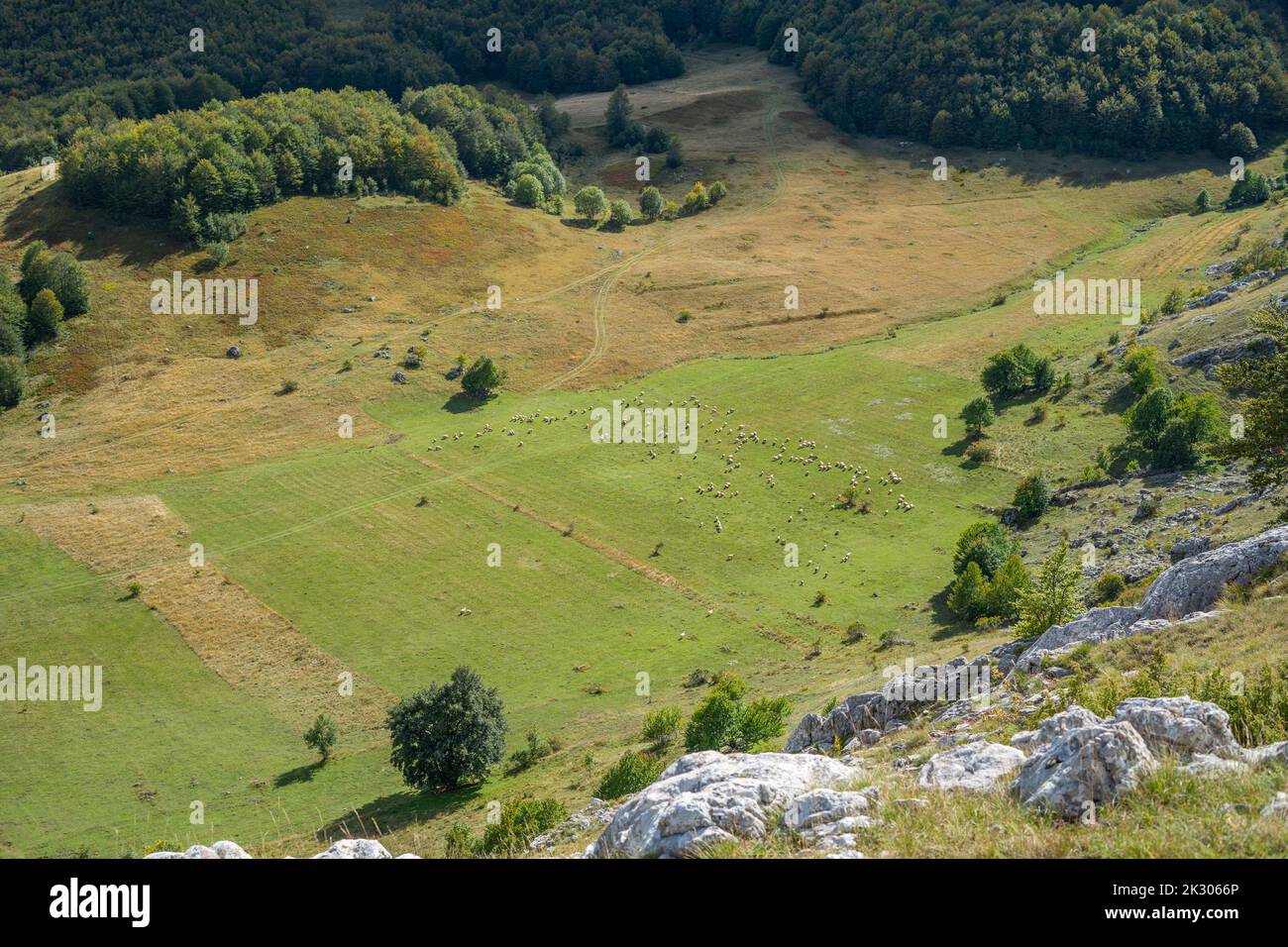 Une vallée herbeuse entourée d'arbres et de rochers avec des moutons paissant sur l'herbe de la montagne Banque D'Images