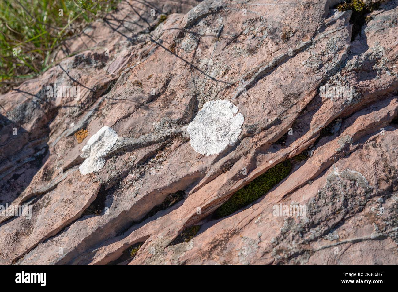 Lichen blanc rond sur pierre Banque D'Images