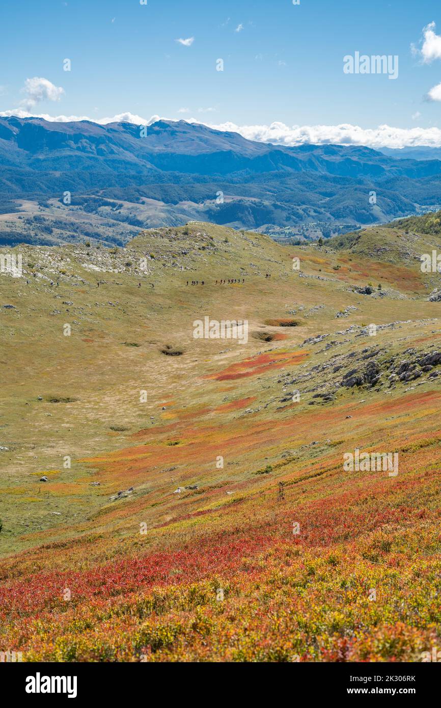 Champ de bleuets séché sur une montagne avec des randonneurs au loin et des sommets de montagne en arrière-plan Banque D'Images