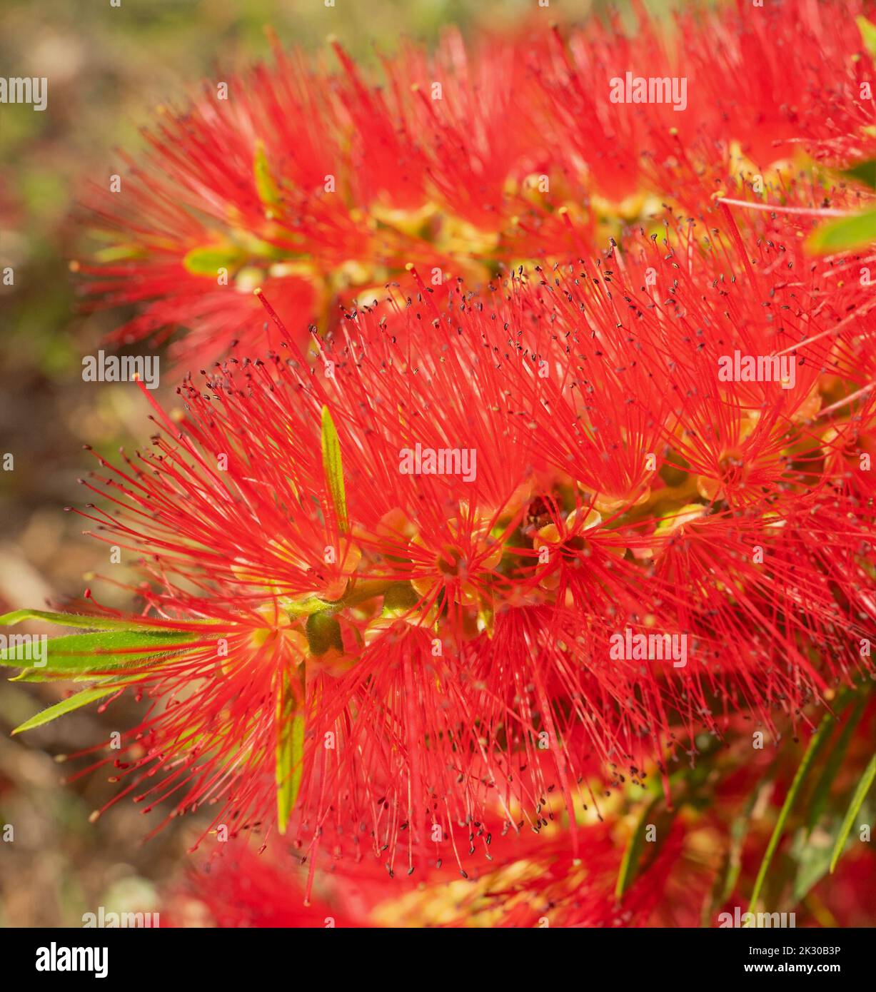 Belle fleur vive de Callistemon viminalis ou de la brosse à bouteilles australienne gros plan. Banque D'Images