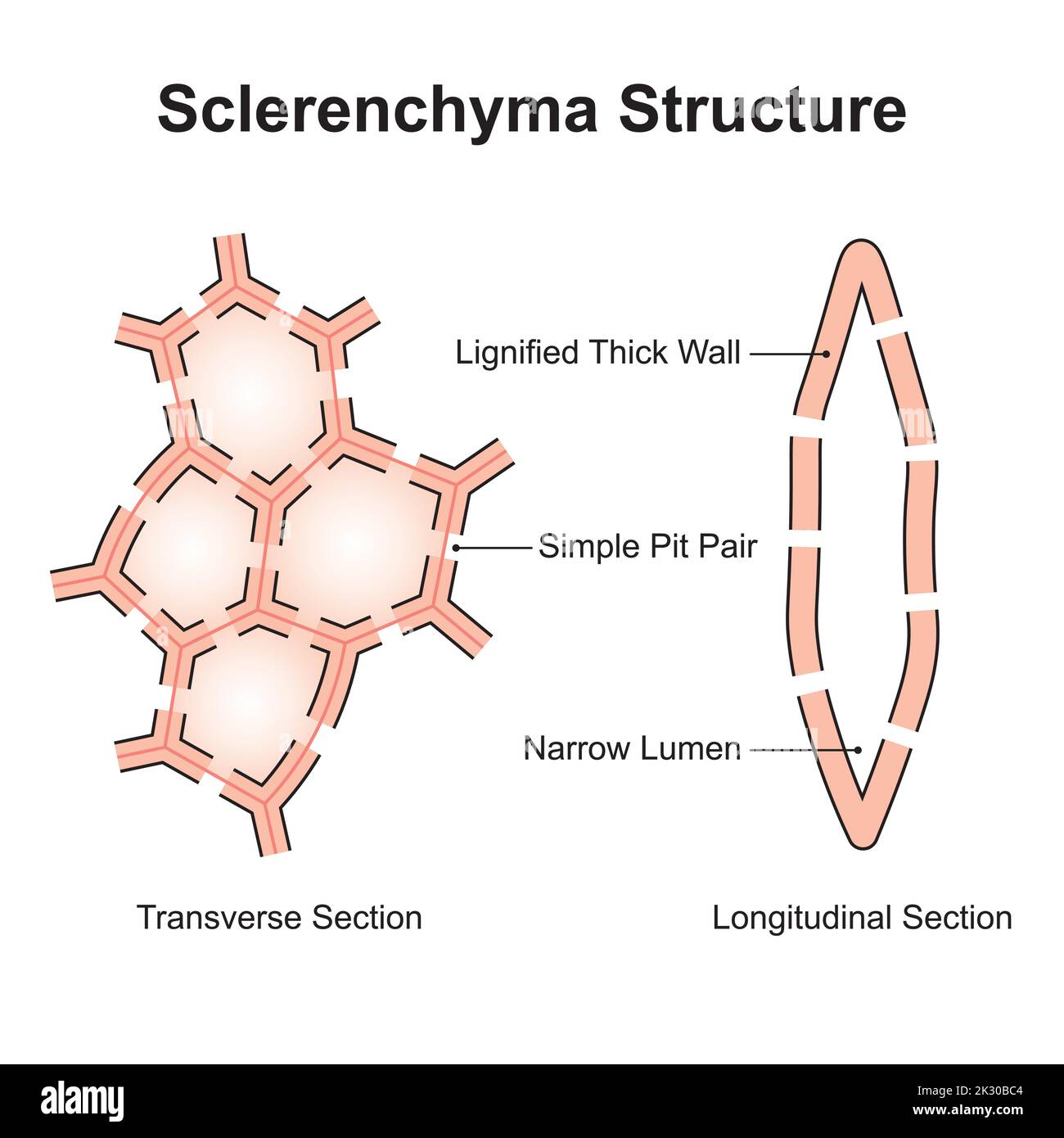 Conception scientifique de la structure sclérenchyme. Type de cellule qui a des parois lignifiées. Symboles colorés. Illustration vectorielle. Illustration de Vecteur