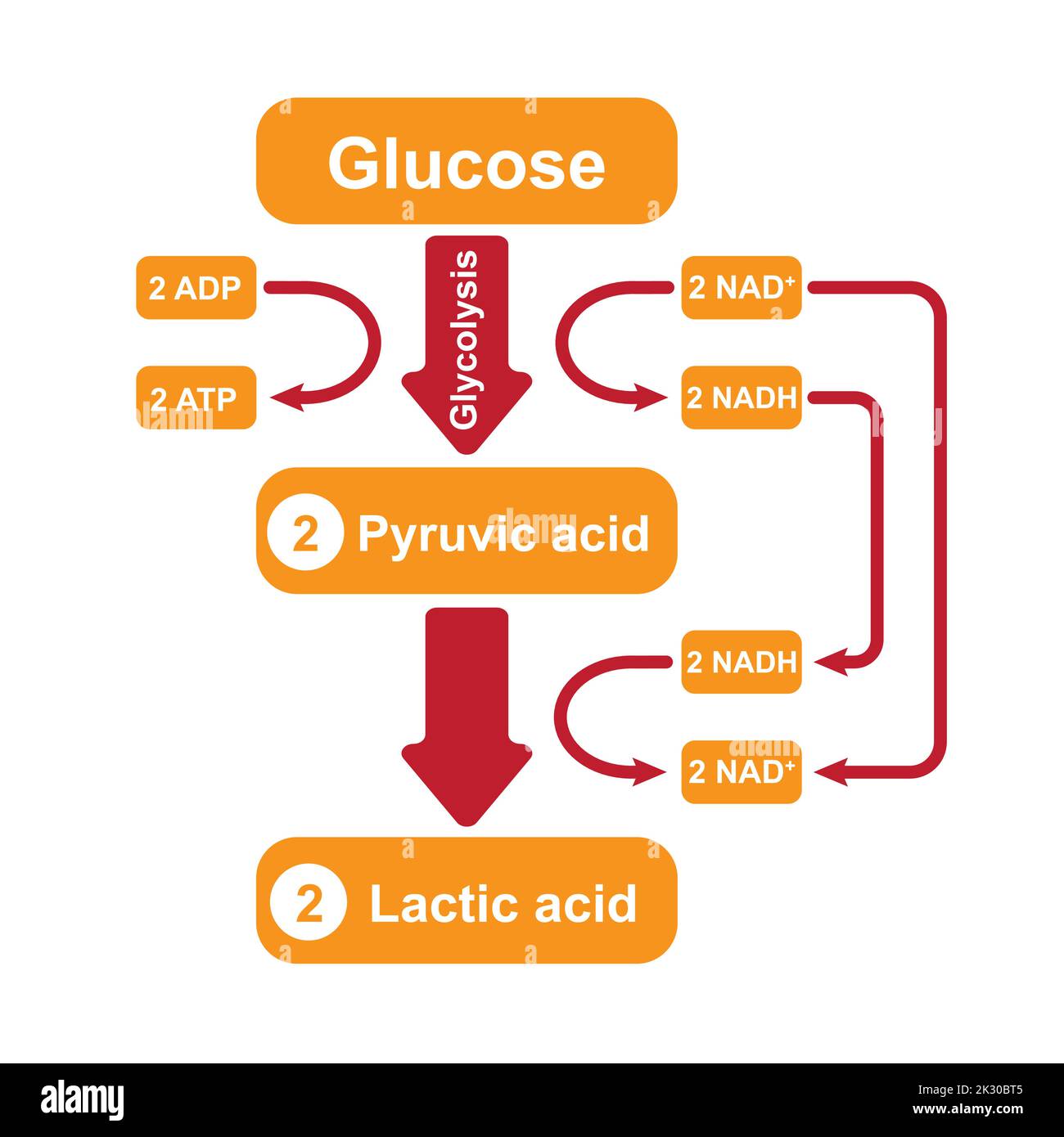 Fermentation de l'acide lactique. Respiration anaérobie. Symboles colorés. Illustration vectorielle. Illustration de Vecteur