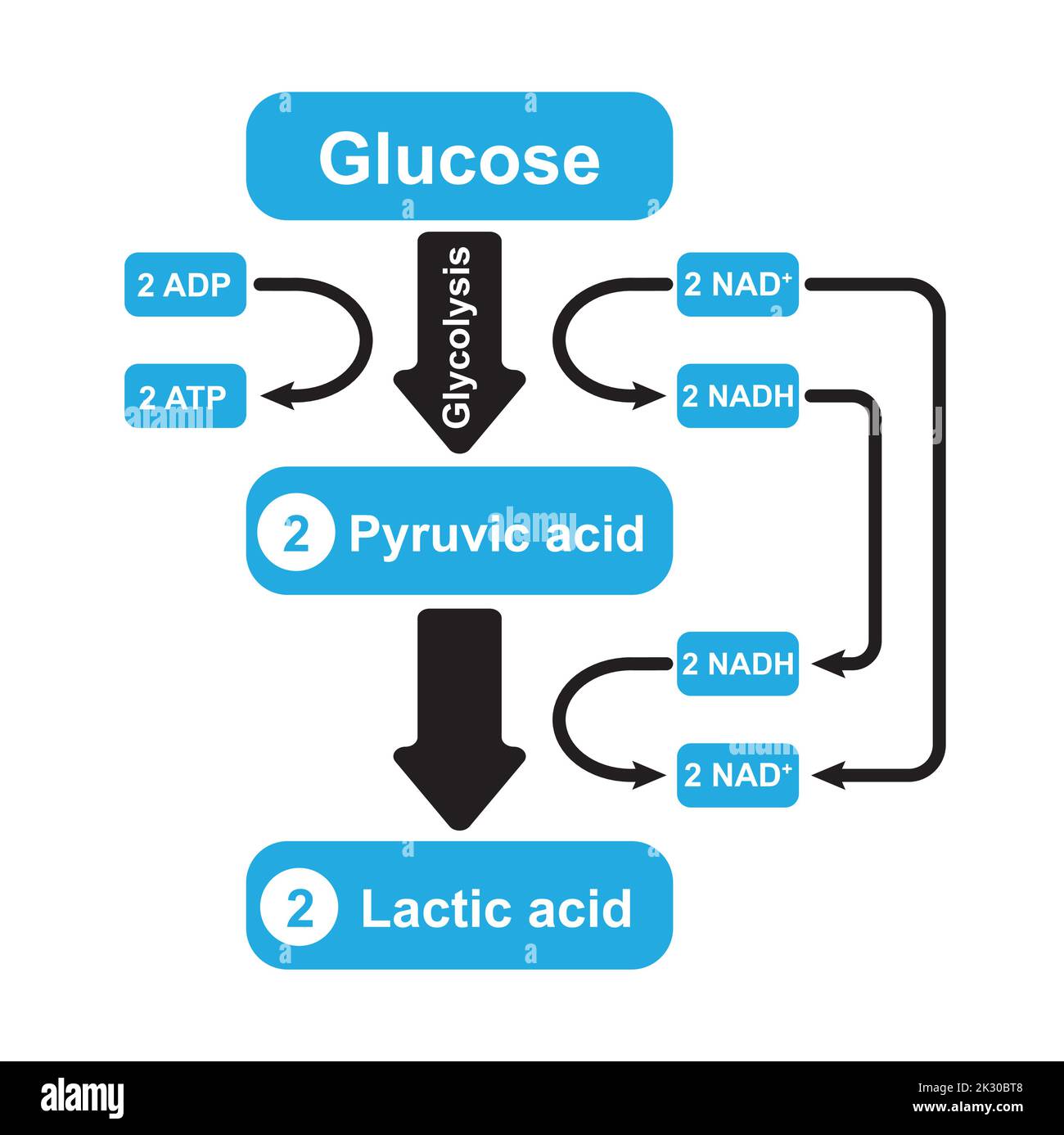 Fermentation de l'acide lactique. Respiration anaérobie. Symboles colorés. Illustration vectorielle. Illustration de Vecteur