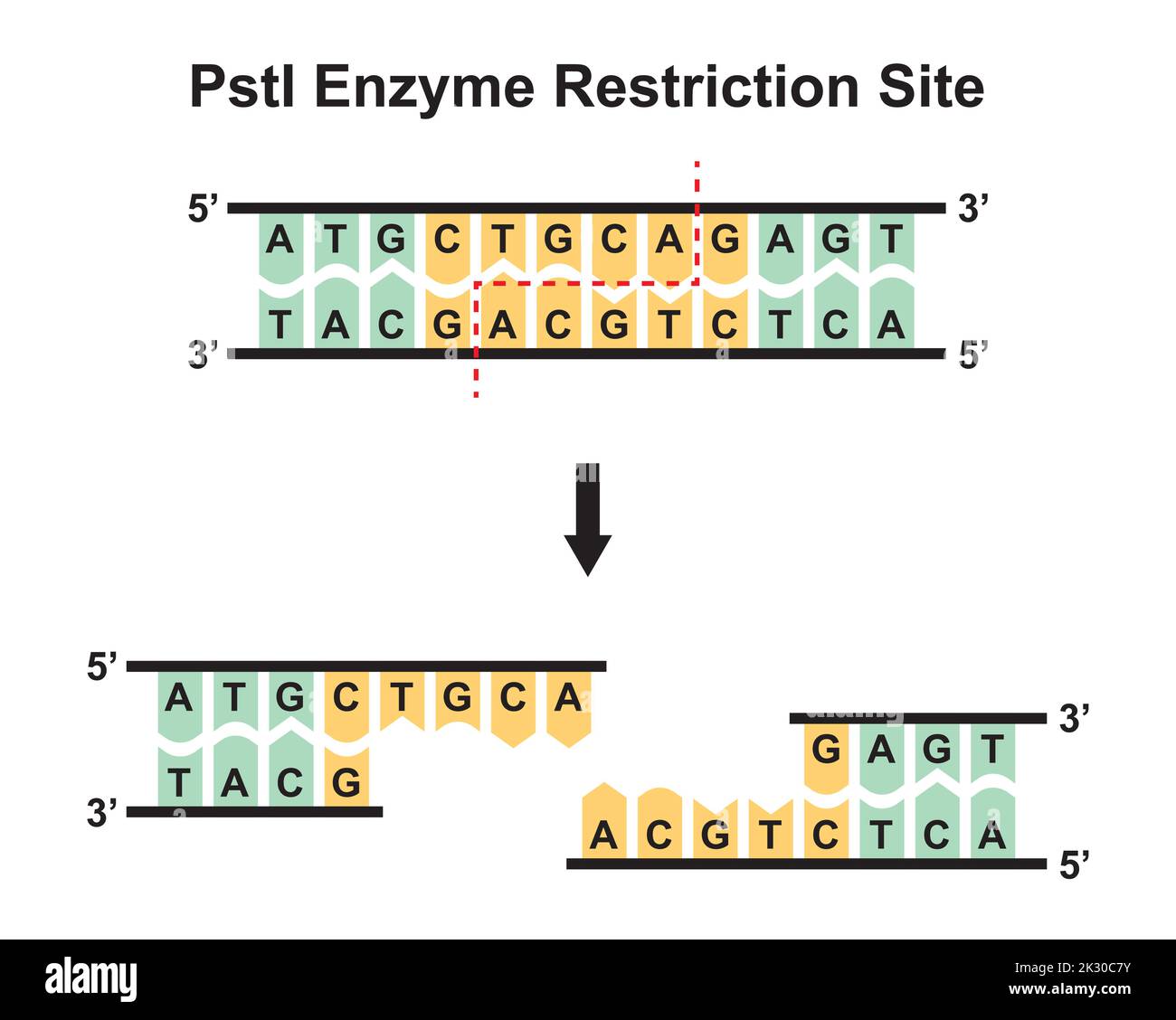 Site de restriction enzymatique PstI. Illustration vectorielle. Illustration de Vecteur