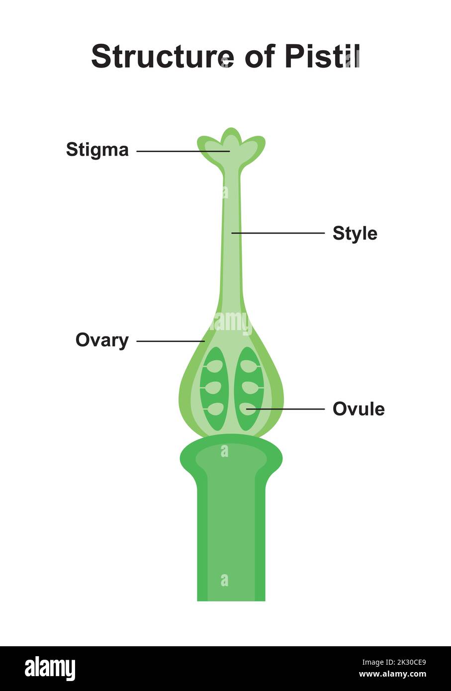 Conception scientifique de Pistil structure. Le système reproductif féminin dans les plantes. Symboles colorés. Illustration vectorielle. Illustration de Vecteur