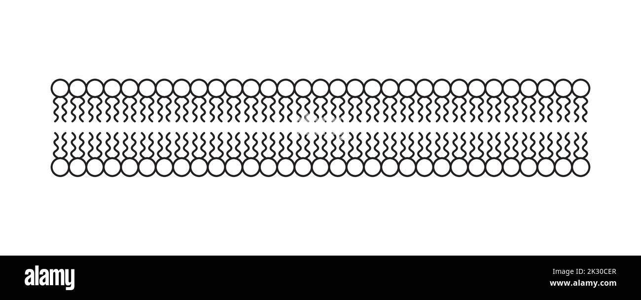 Conception scientifique de la structure de la bicouche des phospholipides. La structure de la membrane cellulaire. Illustration vectorielle. Illustration de Vecteur