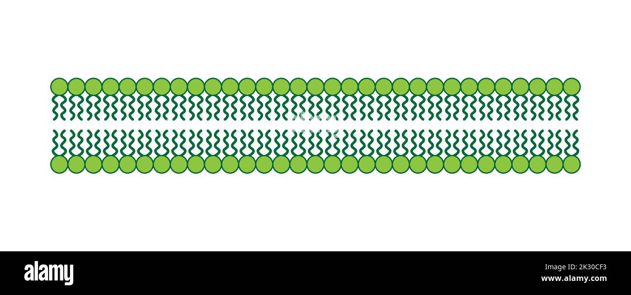 Conception scientifique de la structure de la bicouche des phospholipides. La structure de la membrane cellulaire. Illustration vectorielle. Illustration de Vecteur