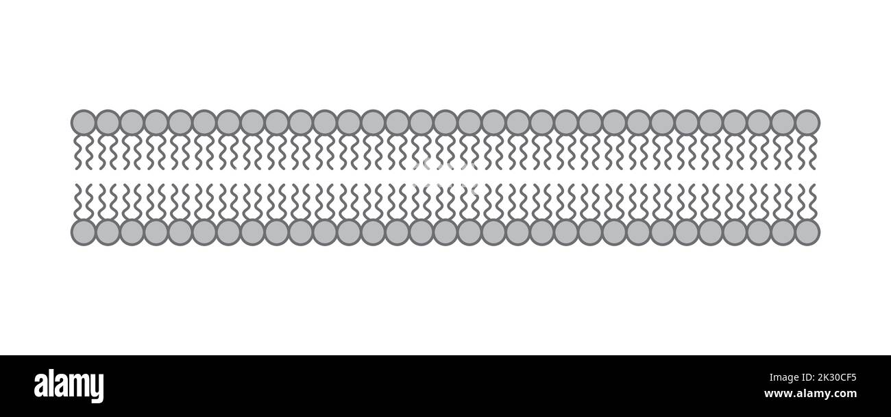 Conception scientifique de la structure de la bicouche des phospholipides. La structure de la membrane cellulaire. Illustration vectorielle. Illustration de Vecteur