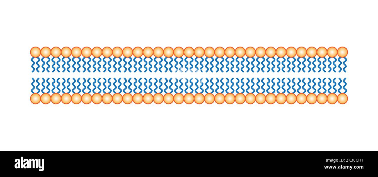 Conception scientifique de la structure de la bicouche des phospholipides. La structure de la membrane cellulaire. Illustration vectorielle. Illustration de Vecteur
