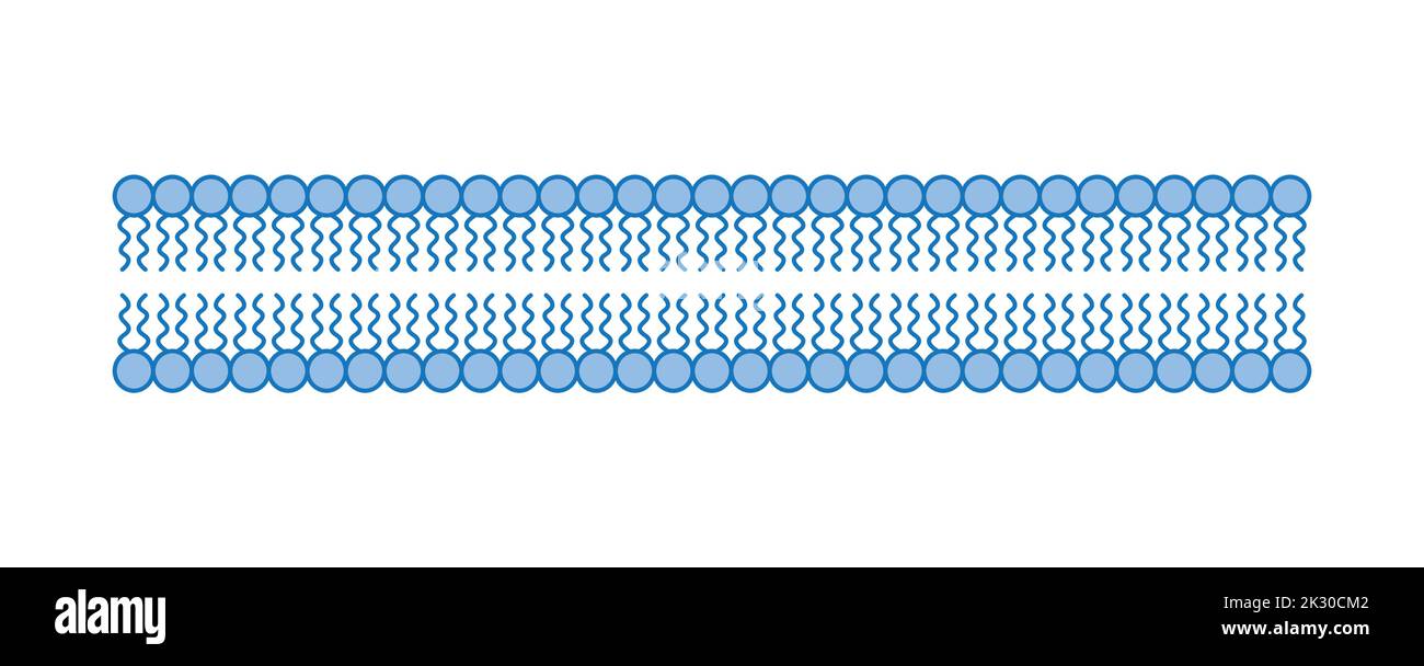Conception scientifique de la structure de la bicouche des phospholipides. La structure de la membrane cellulaire. Illustration vectorielle. Illustration de Vecteur