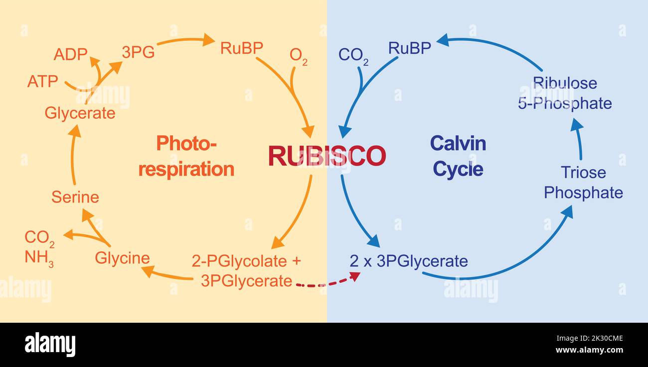 Conception scientifique de la photorespiration. Cycle du carbone photosynthétique oxydatif. Photorespiration et cycle de Calvin. Illustration vectorielle. Illustration de Vecteur