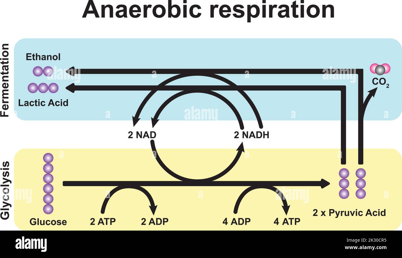 Schéma de respiration anaérobie. Symboles colorés. Illustration vectorielle. Illustration de Vecteur