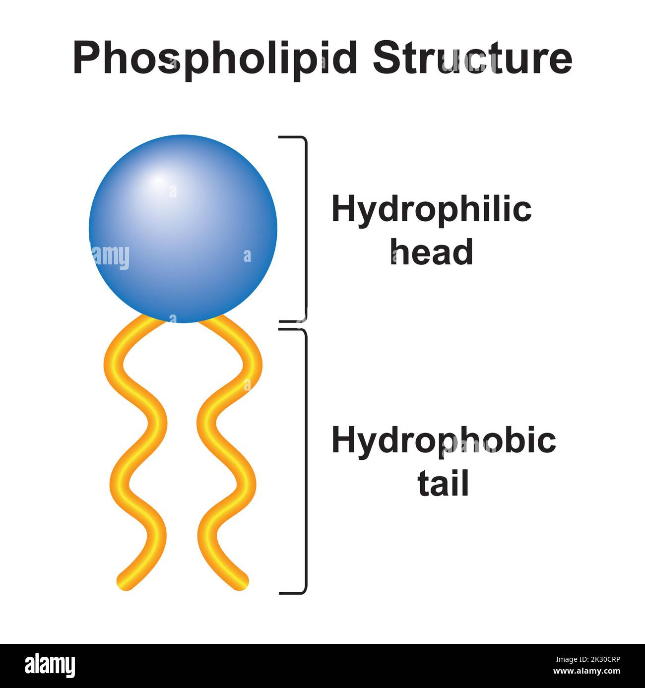 Structure des molécules de phospholipides. Tête hydrophile et queue hydrophobe. Illustration vectorielle. Illustration de Vecteur