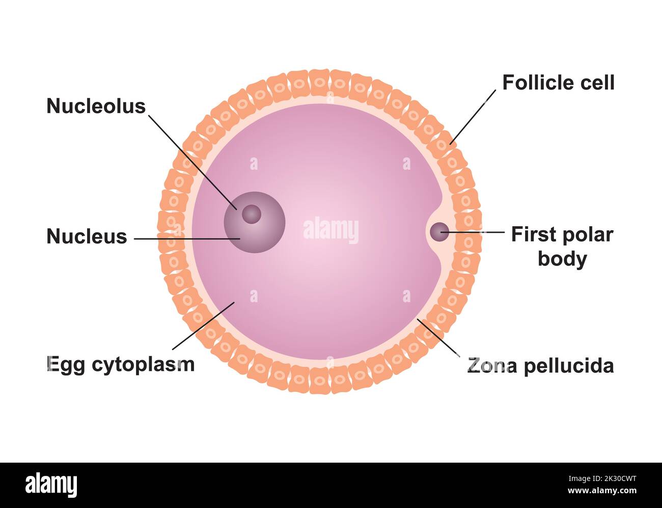 Conception scientifique de la structure Ovum. Symboles colorés. Illustration vectorielle. Illustration de Vecteur