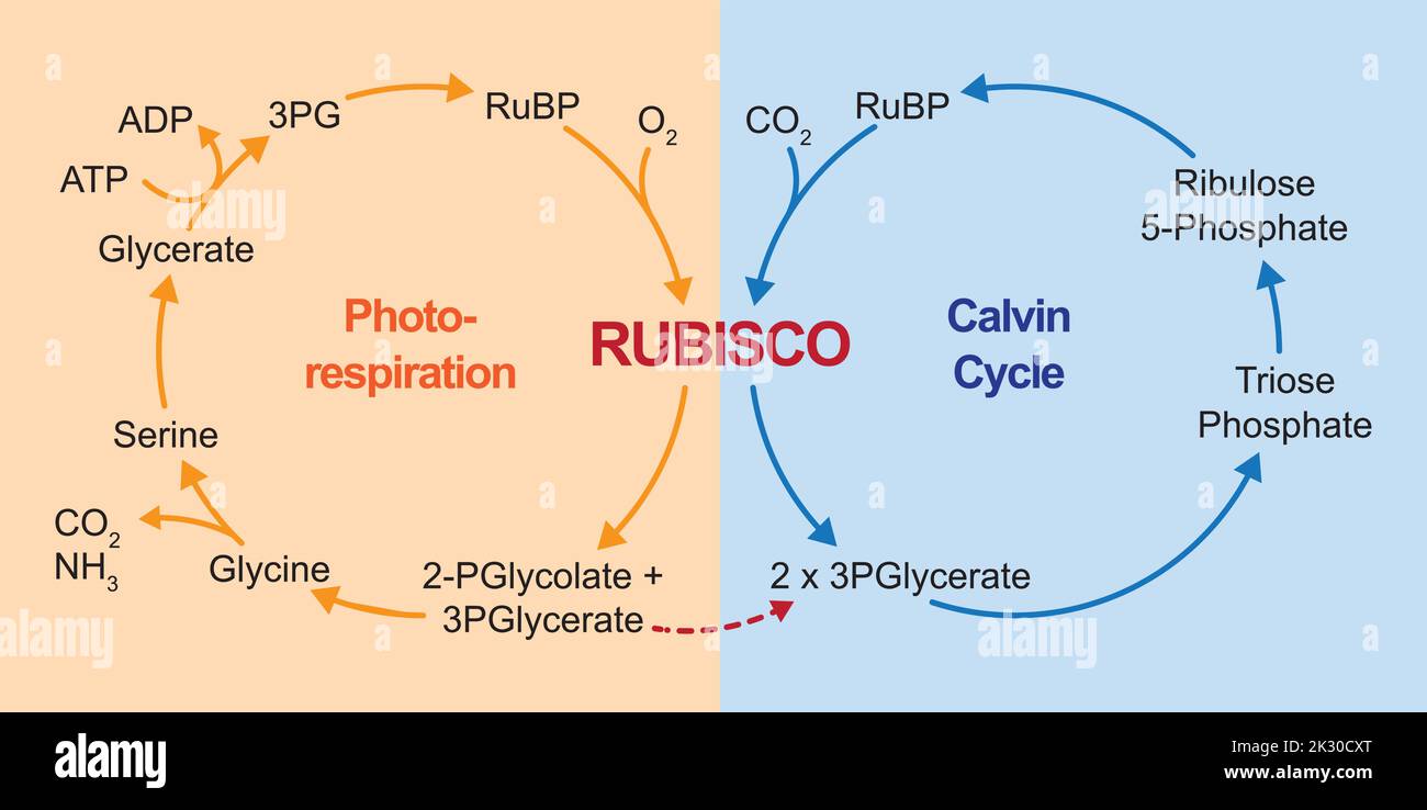 Conception scientifique de la photorespiration. Cycle du carbone photosynthétique oxydatif. Photorespiration et cycle de Calvin. Illustration vectorielle. Illustration de Vecteur