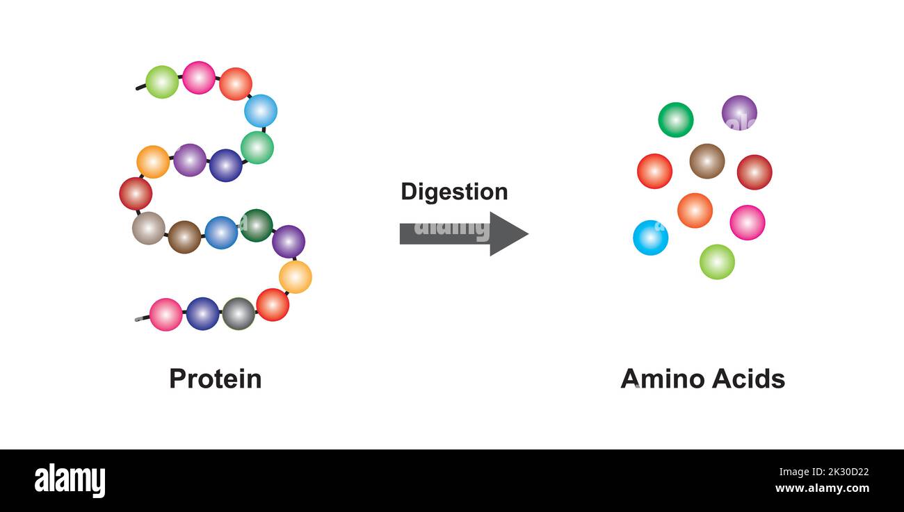 Conception scientifique de la digestion des protéines. Effet de l'enzyme protéase sur la molécule de protéine. Illustration vectorielle. Illustration de Vecteur