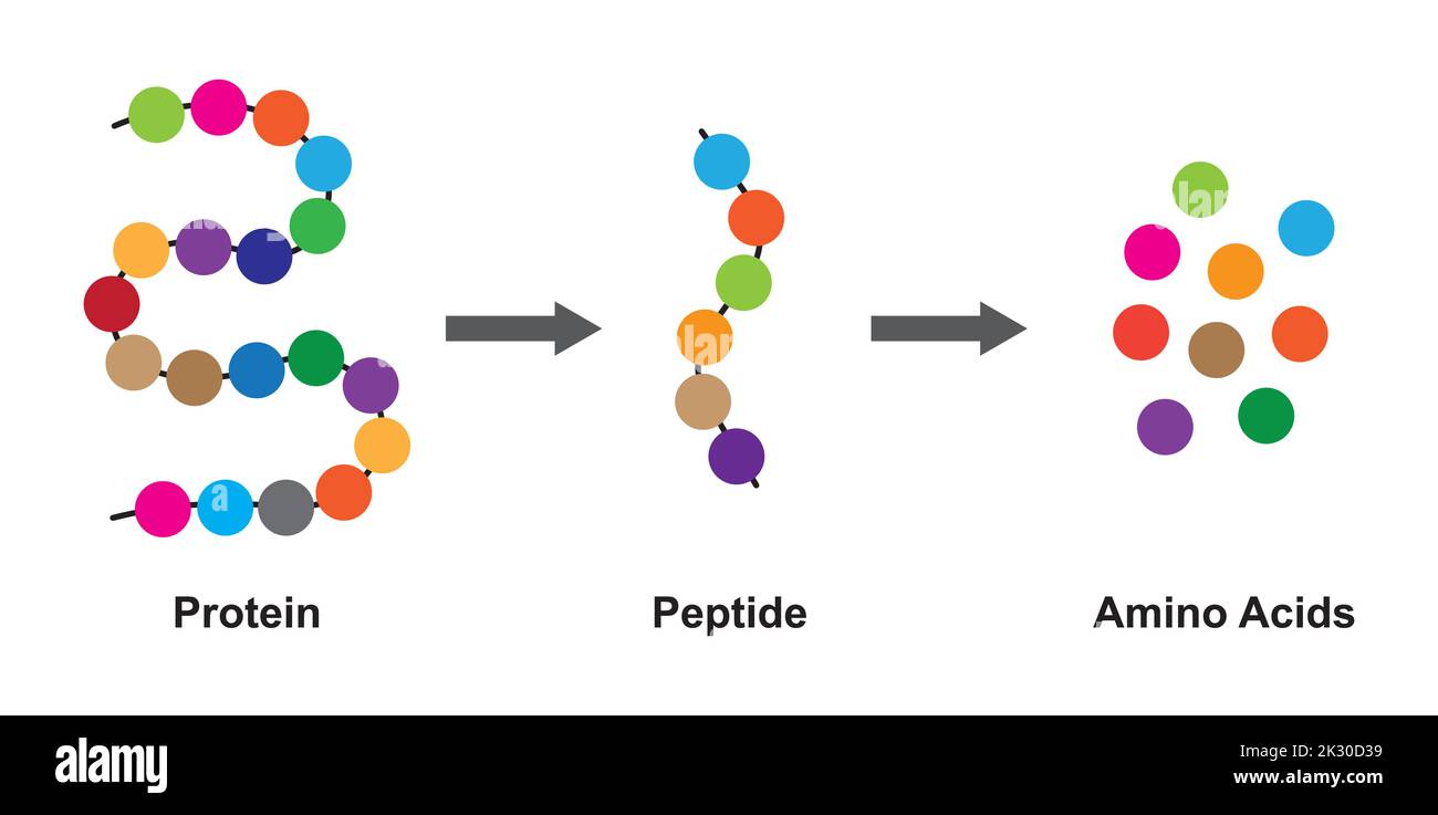 Conception scientifique de la structure biochimique des acides aminés, des peptides et des protéines modèle moléculaire. Illustration vectorielle. Illustration de Vecteur