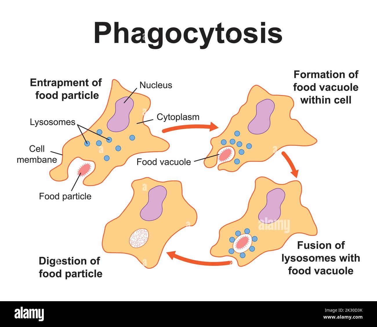 Conception scientifique du processus de phagocytose. Symboles colorés. Illustration vectorielle. Illustration de Vecteur