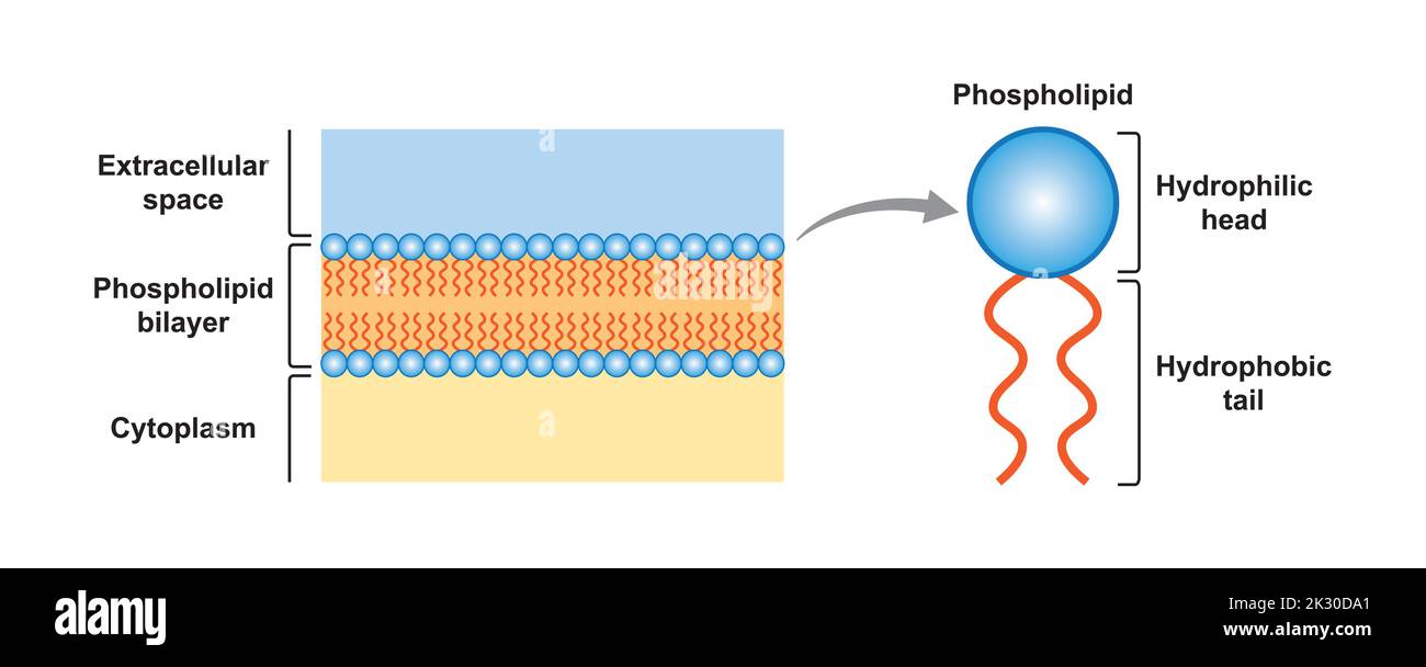 Conception scientifique de la structure de la bicouche des phospholipides. Illustration vectorielle. Illustration de Vecteur