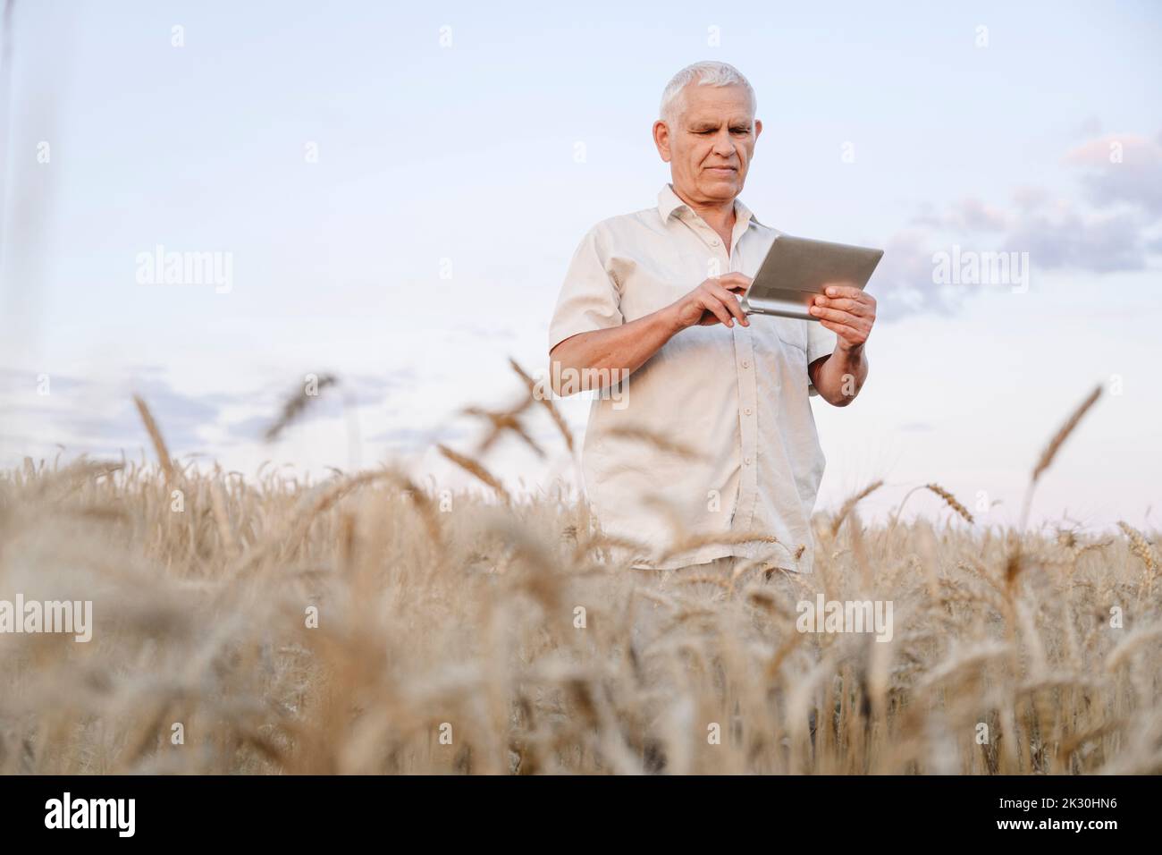 Agriculteur utilisant une tablette PC debout dans le champ de maïs Banque D'Images