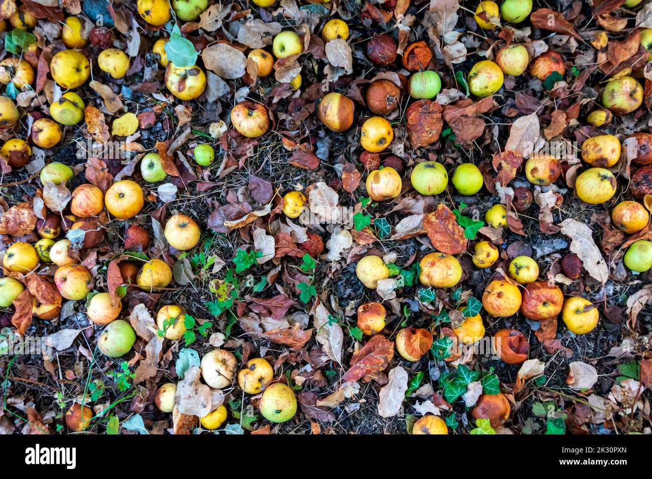 Les pommes pourriture au sol en été Banque D'Images