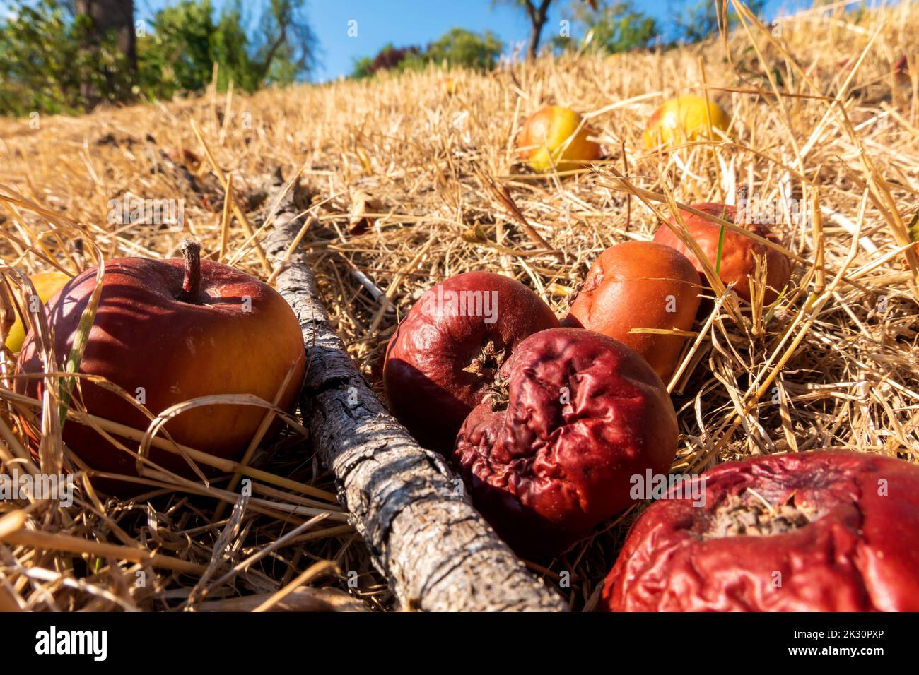 Les pommes pourriture dans l'herbe sèche Banque D'Images