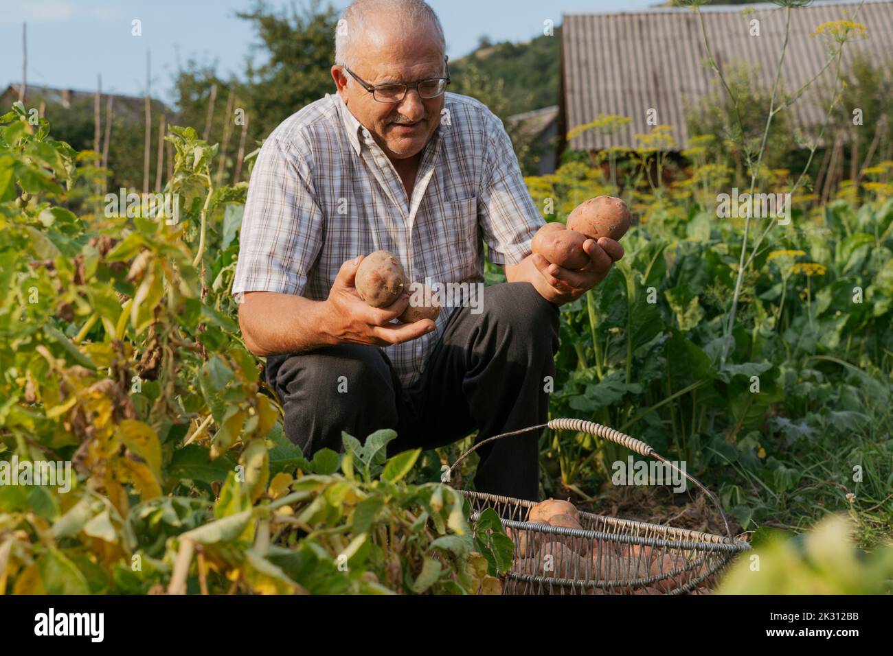 Homme âgé avec des pommes de terre accrouplées par des plantes dans la cour arrière Banque D'Images