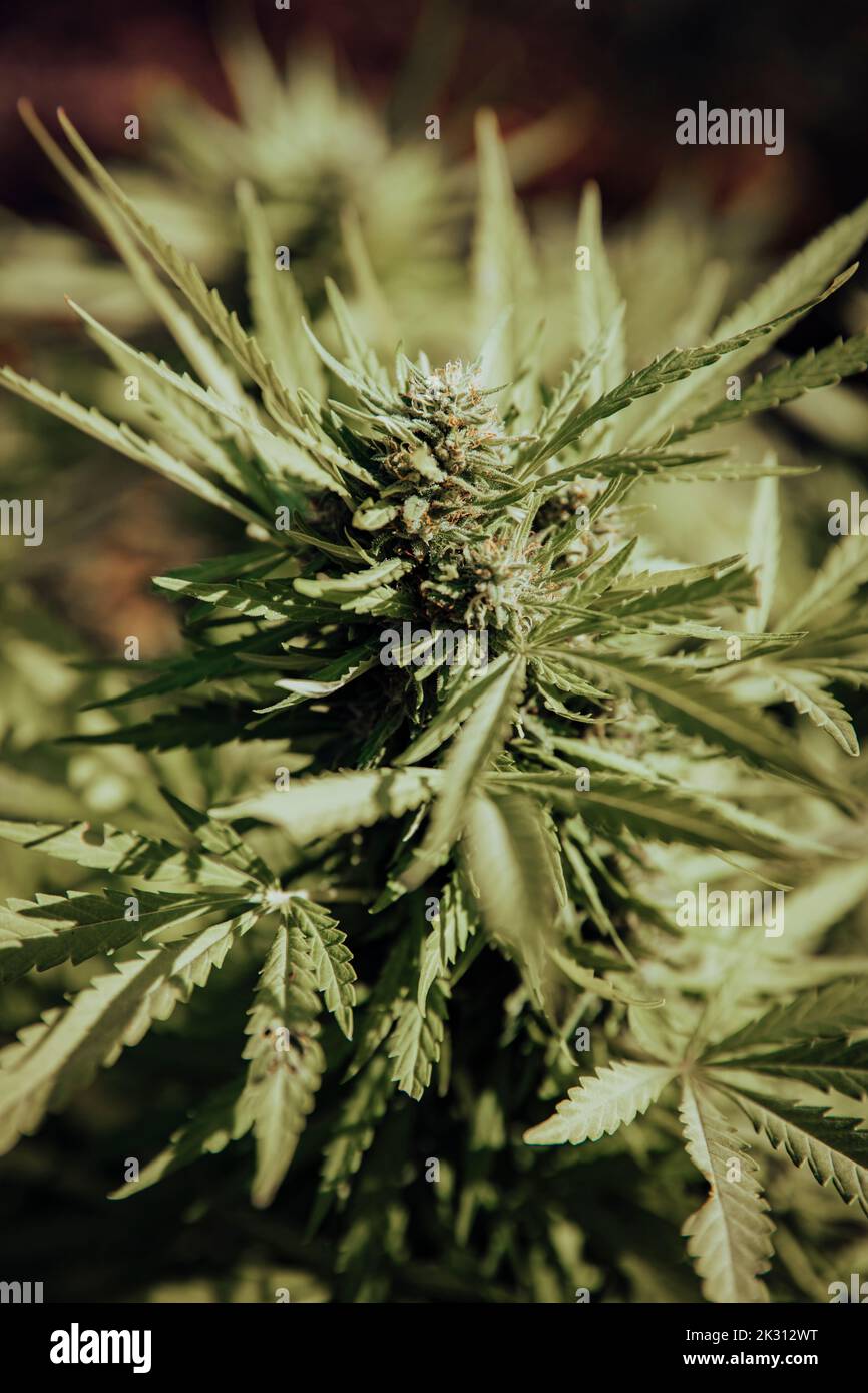 Gros plan de l'usine de cannabis en pleine croissance Banque D'Images