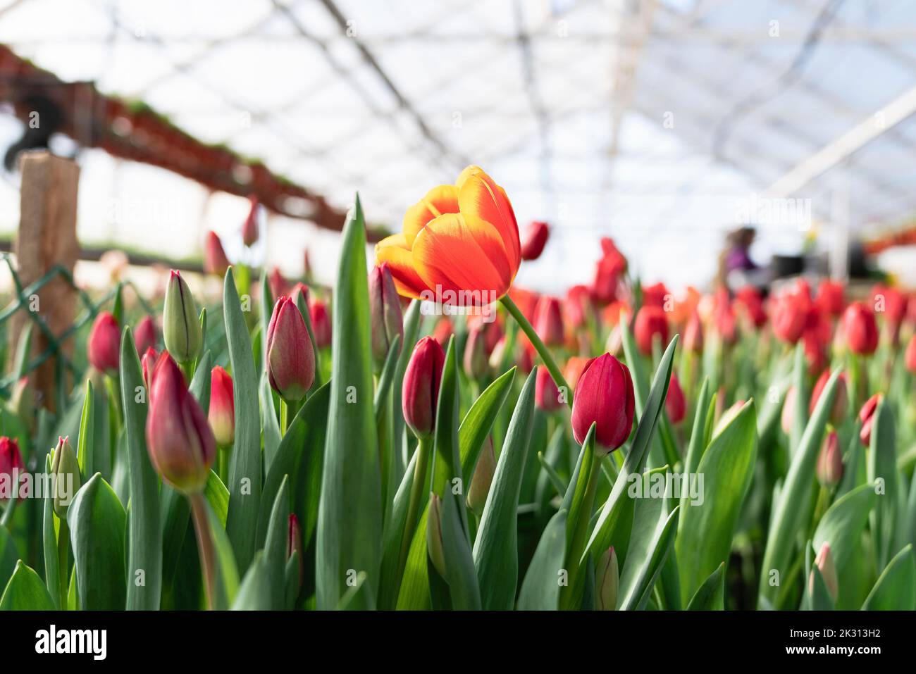 Fleur de tulipe orange en serre Banque D'Images