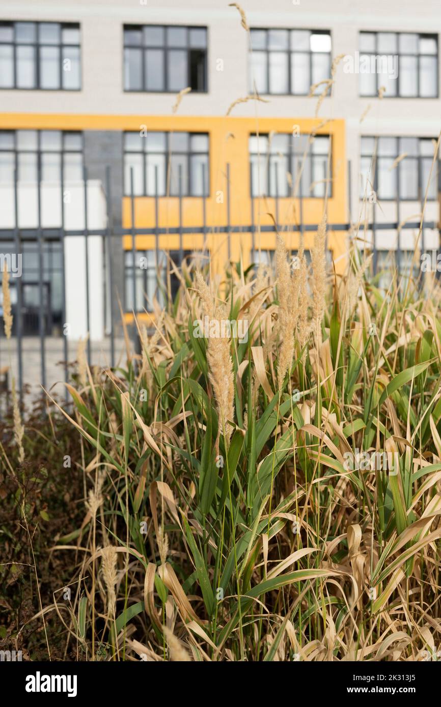 Herbe longue près de la clôture devant le bâtiment Banque D'Images