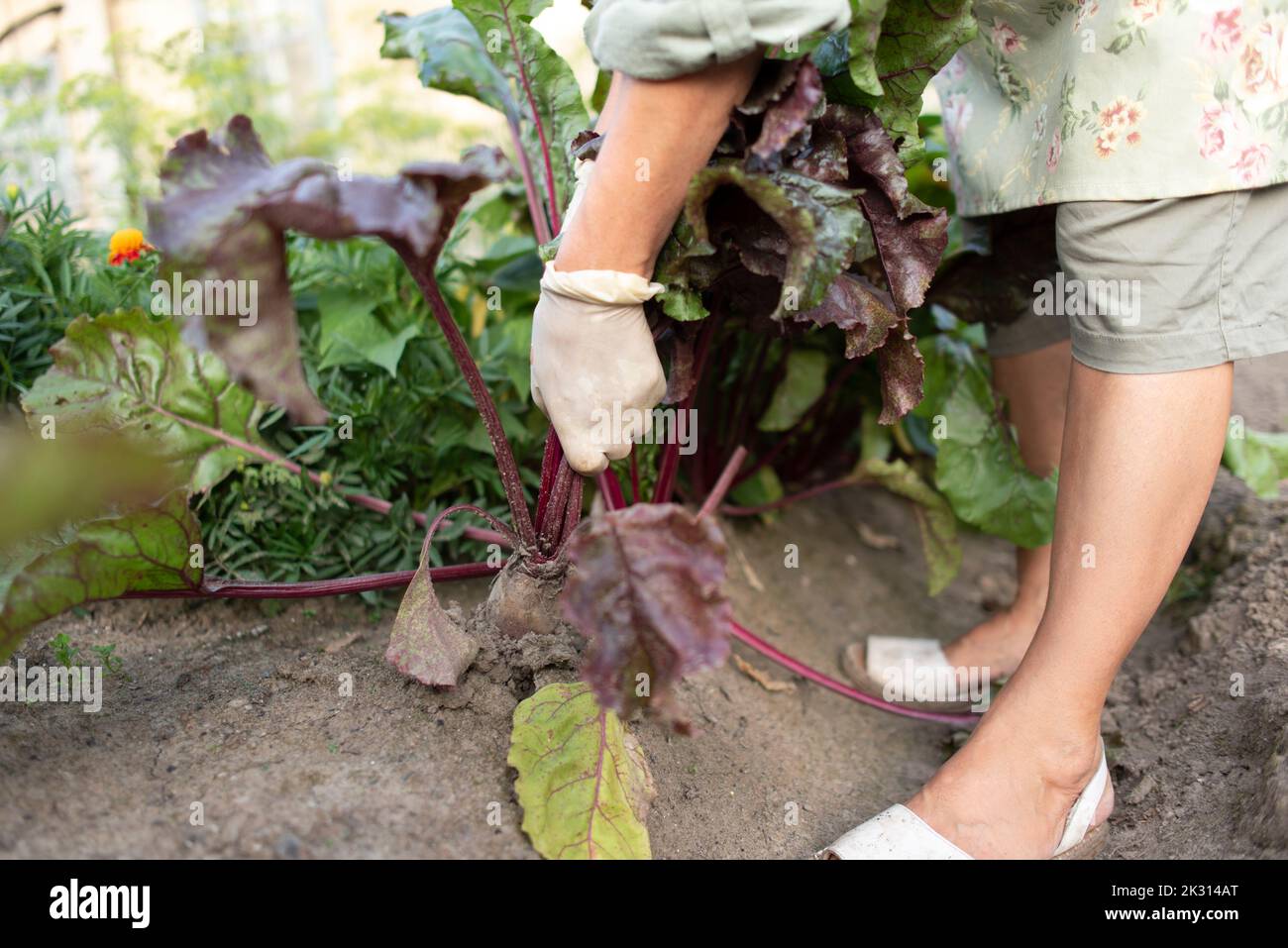 Femme sénior qui récolte des légumes à feuilles de potager Banque D'Images