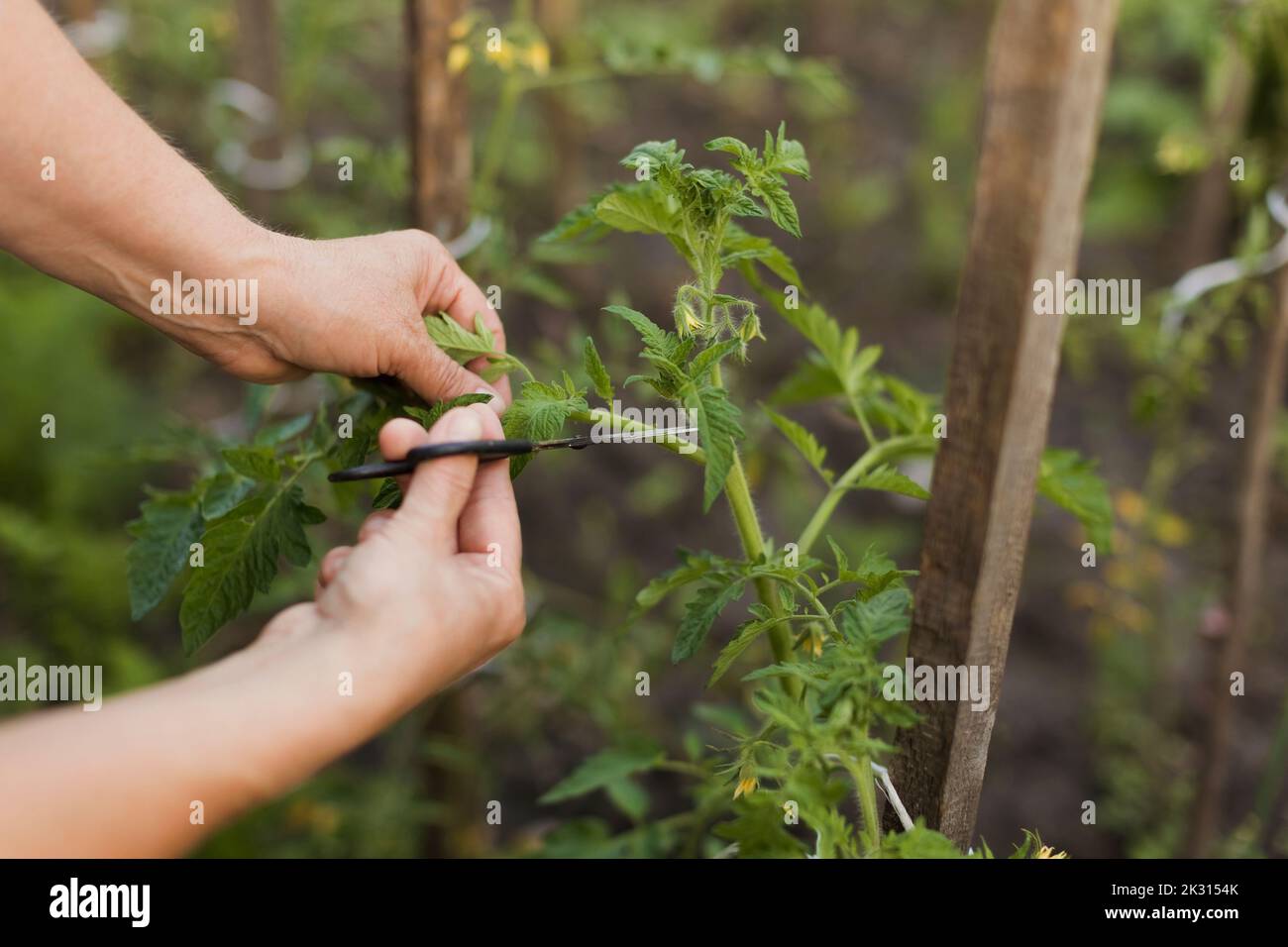 Mains de femme usine de coupe avec sécateur Banque D'Images
