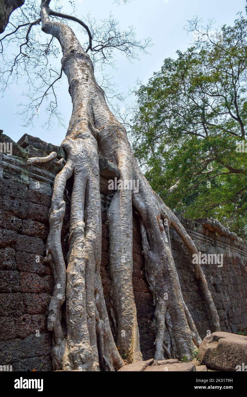 Le complexe du temple de Preah Khan situé à la limite nord du Parc archéologique d'Angkor est l'un des plus importants bâtiments érigés pendant Banque D'Images