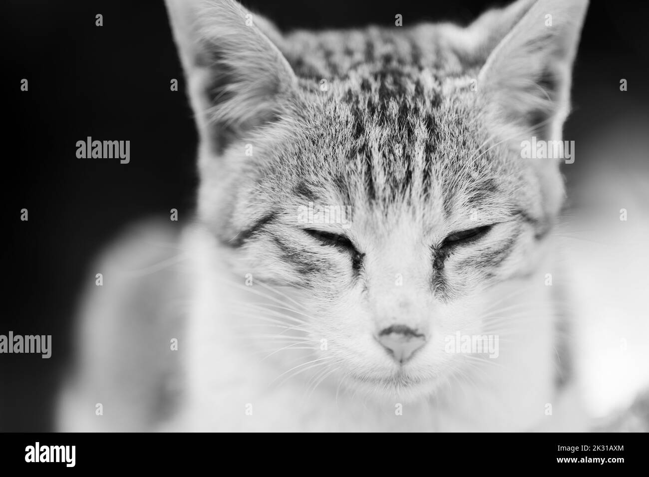 Gros plan sur le côté d'un chat à fourrure avec ses yeux fermés Banque D'Images