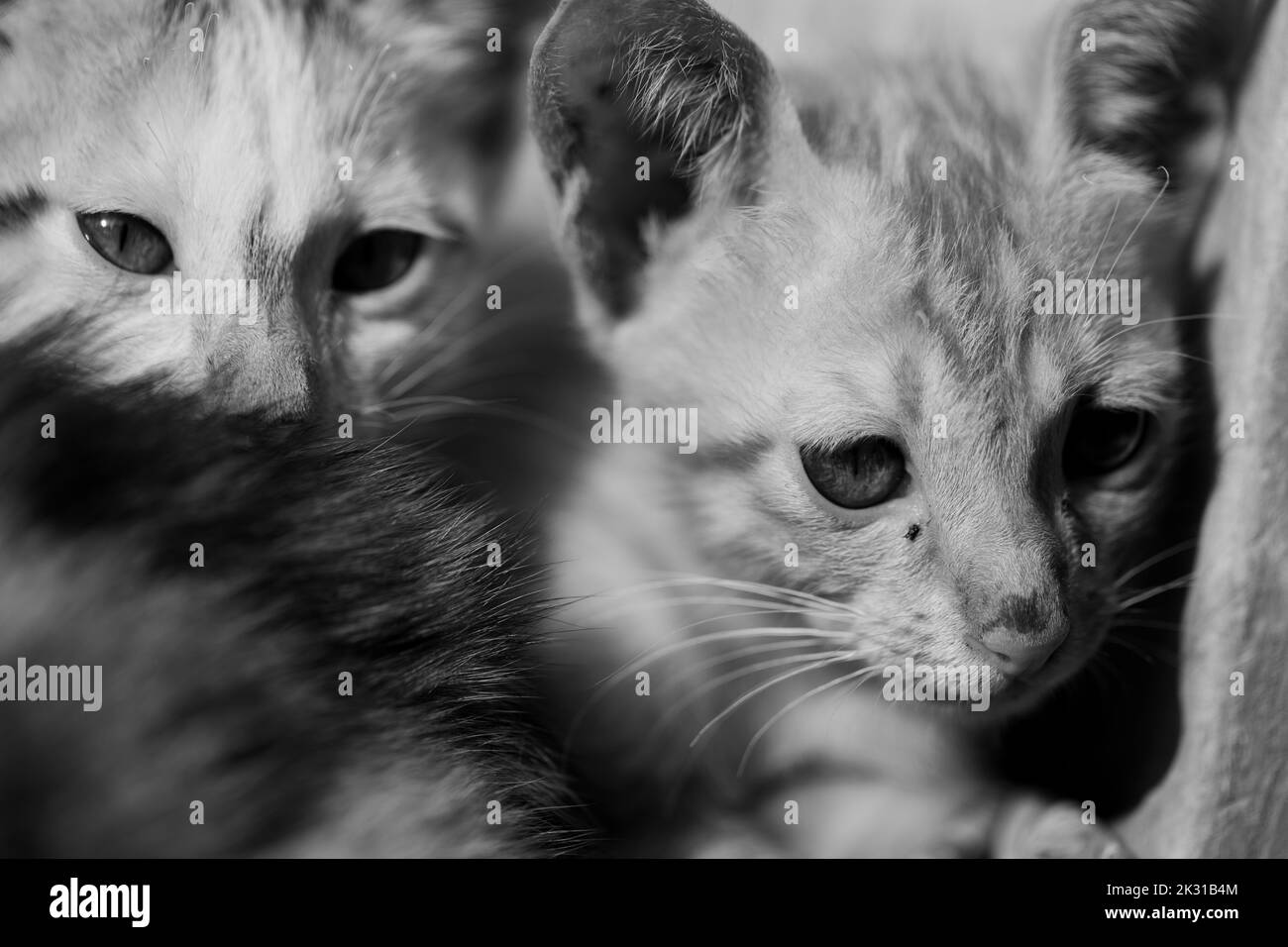 Un portrait noir et blanc de deux chatons assis ensemble Banque D'Images