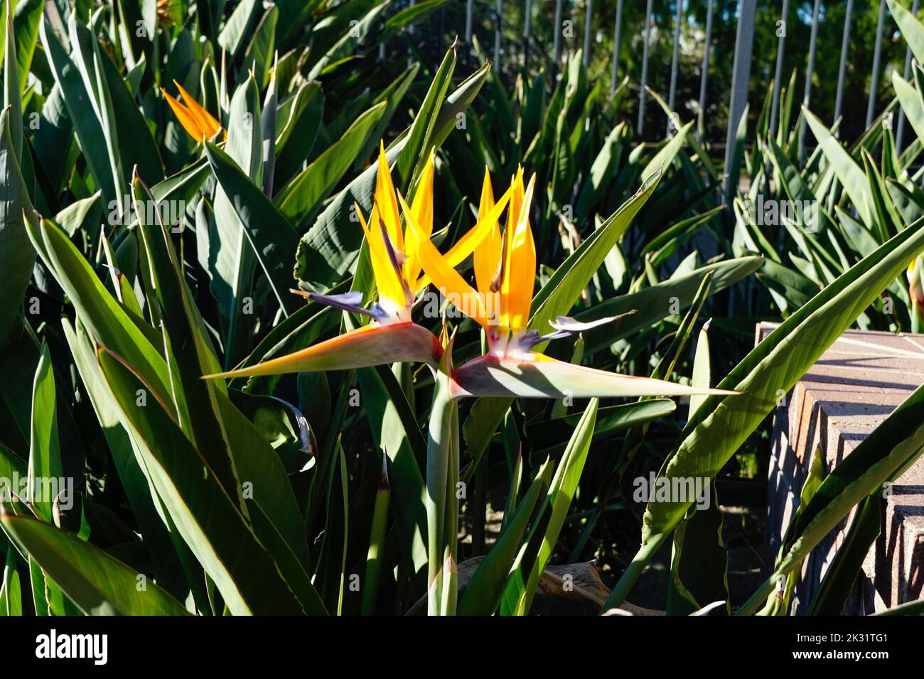 Bird of Paradise Flower Banque D'Images