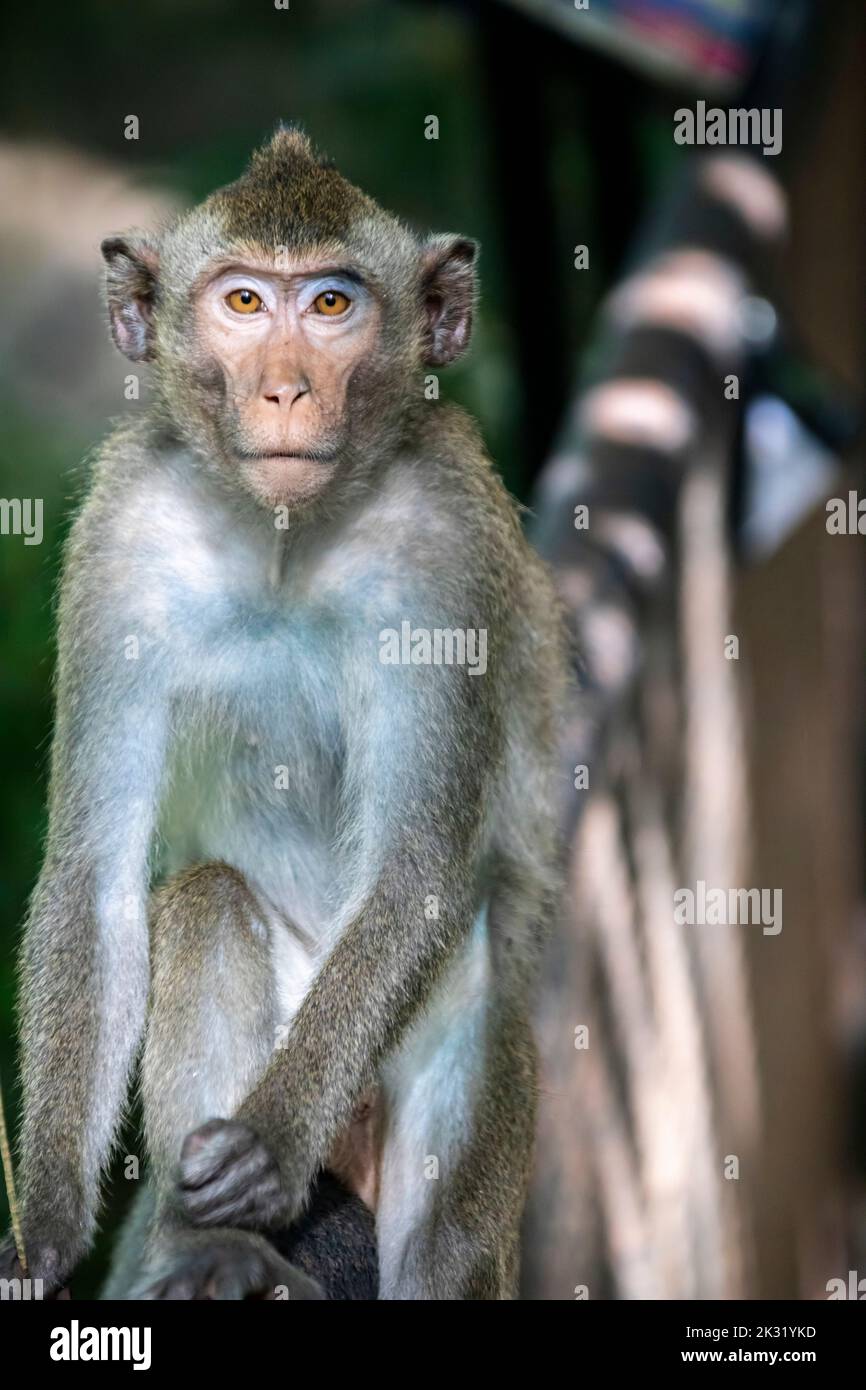 Le macaque sauvage mangeant du crabe (Macaca fascicularis) dans le zoo de khao kheow en Thaïlande. Un primate originaire de l'Asie du Sud-est. Banque D'Images