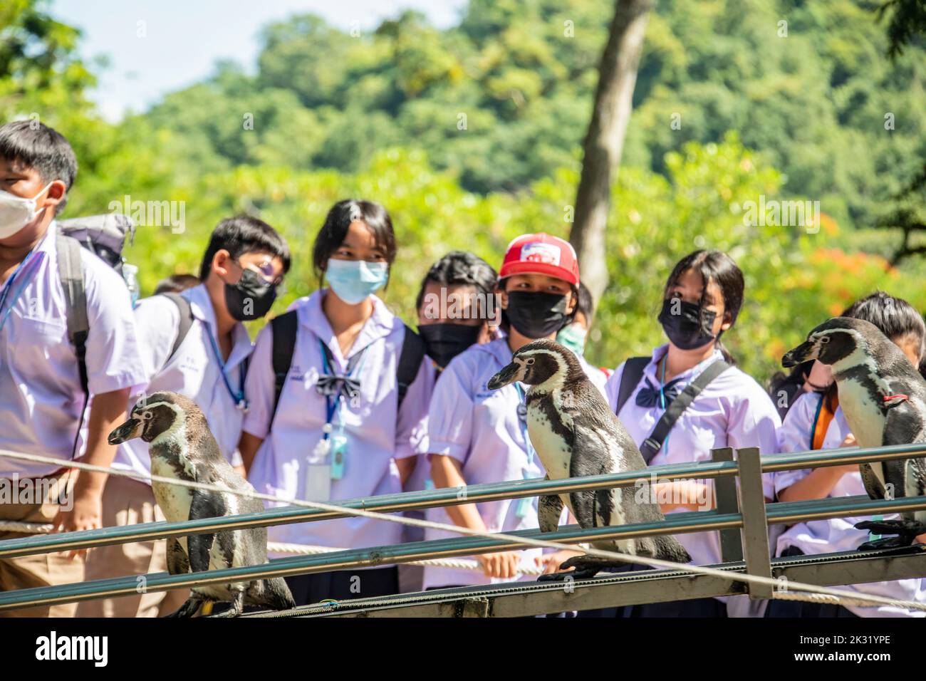 Chonburi Thaïlande 10th juin 2022 : les élèves regardent le défilé des pingouins dans le zoo ouvert de khao kheow. Beaucoup de pingouins africains (Spheniscus demersus) se déplacent. Banque D'Images