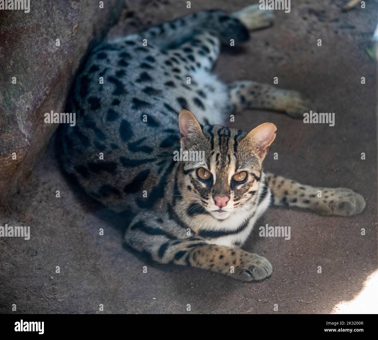 Le chat léopard (Prionailurus bengalensis) est un petit chat sauvage originaire de l'Asie continentale du Sud, du Sud-est et de l'est. Banque D'Images