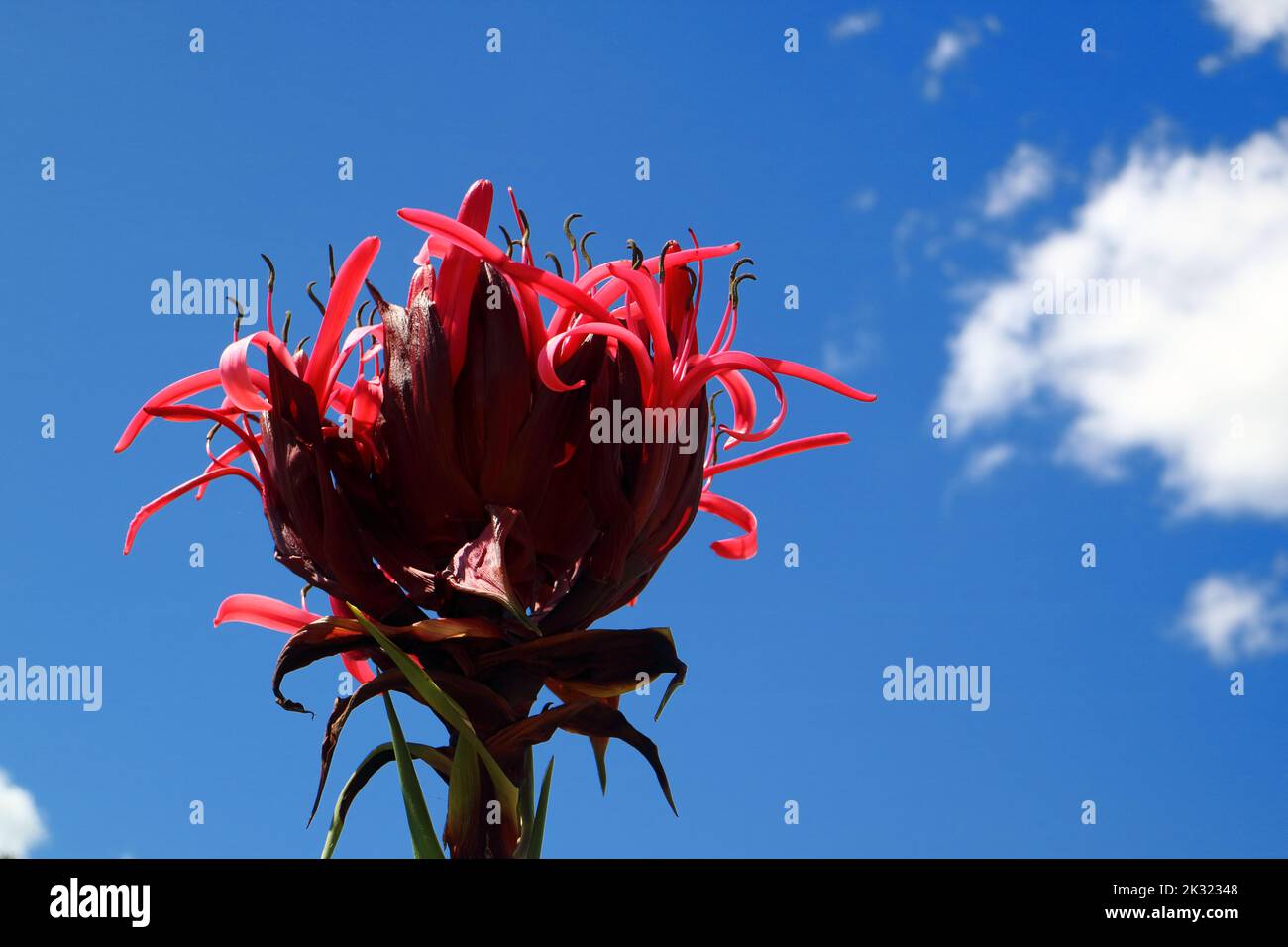 Gros plan d'un rouge et violet fleur agave agaist ciel bleu Banque D'Images