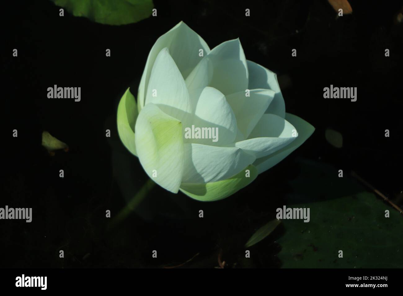 Fleur de lotus blanc ou nénuphars. Image libre de droits de haute qualité de fleur de lotus blanche. Le fond est la feuille de lotus et le bourgeon de lotus dans un étang. Banque D'Images