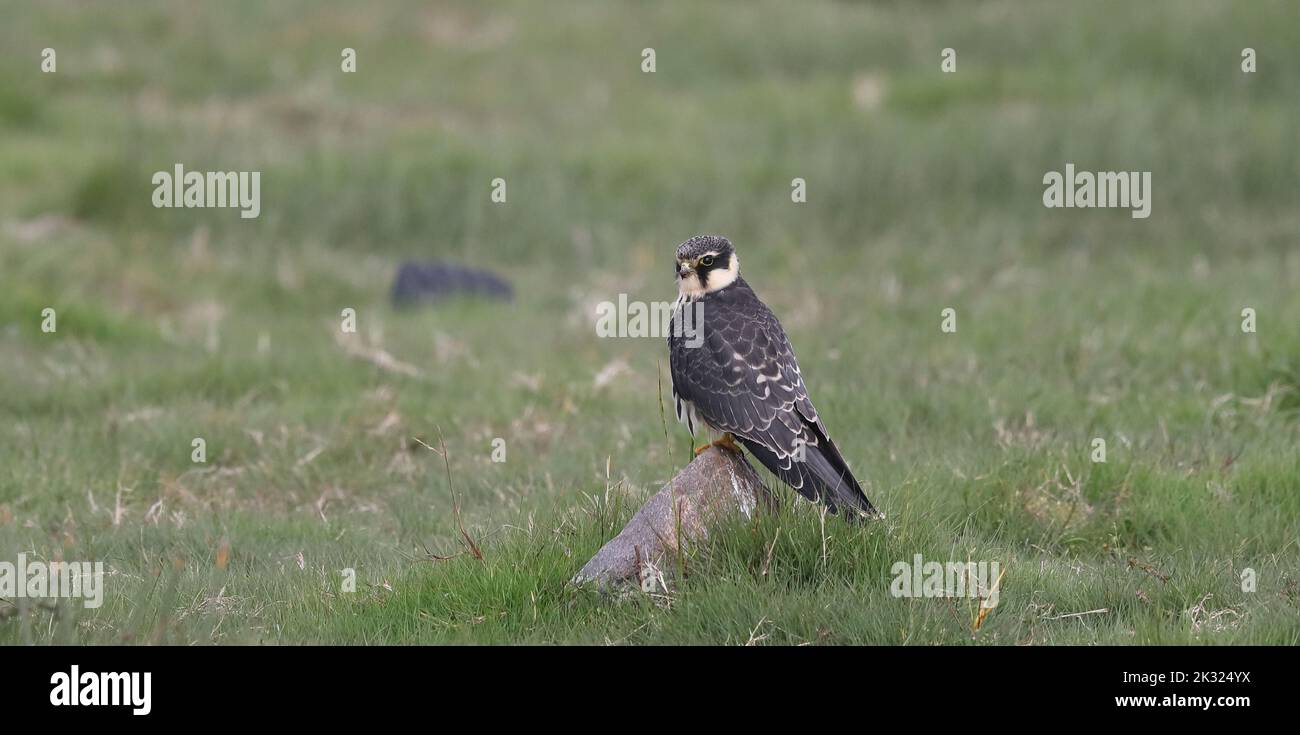 Passe-temps eurasien, Falco dubbuteu, reposant sur la pierre Banque D'Images