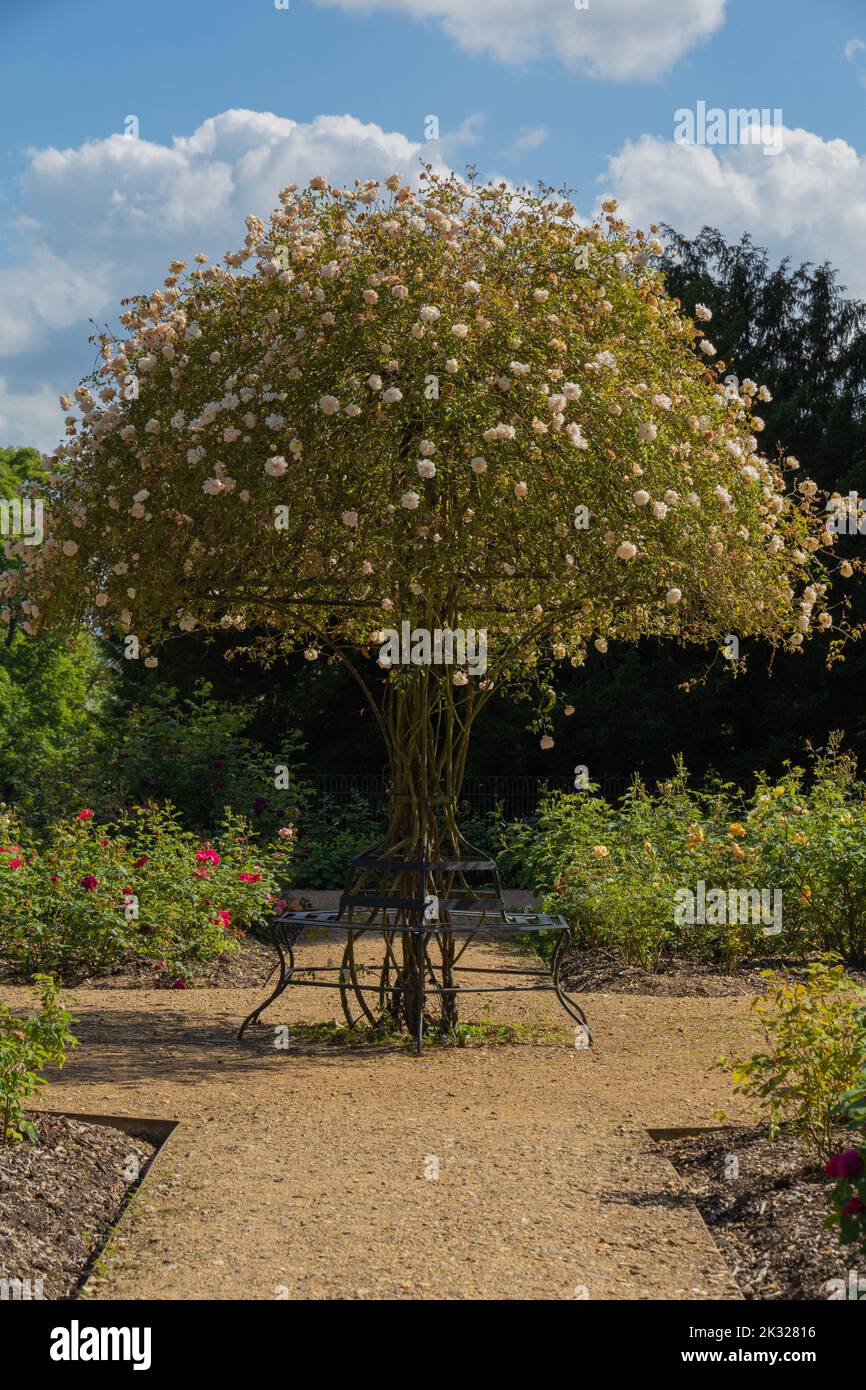 Grand rosier cultivé pour être grand comme un petit arbre avec un banc à la base. Il est situé au milieu d'un jardin de roses avec une allée de gravier. Banque D'Images