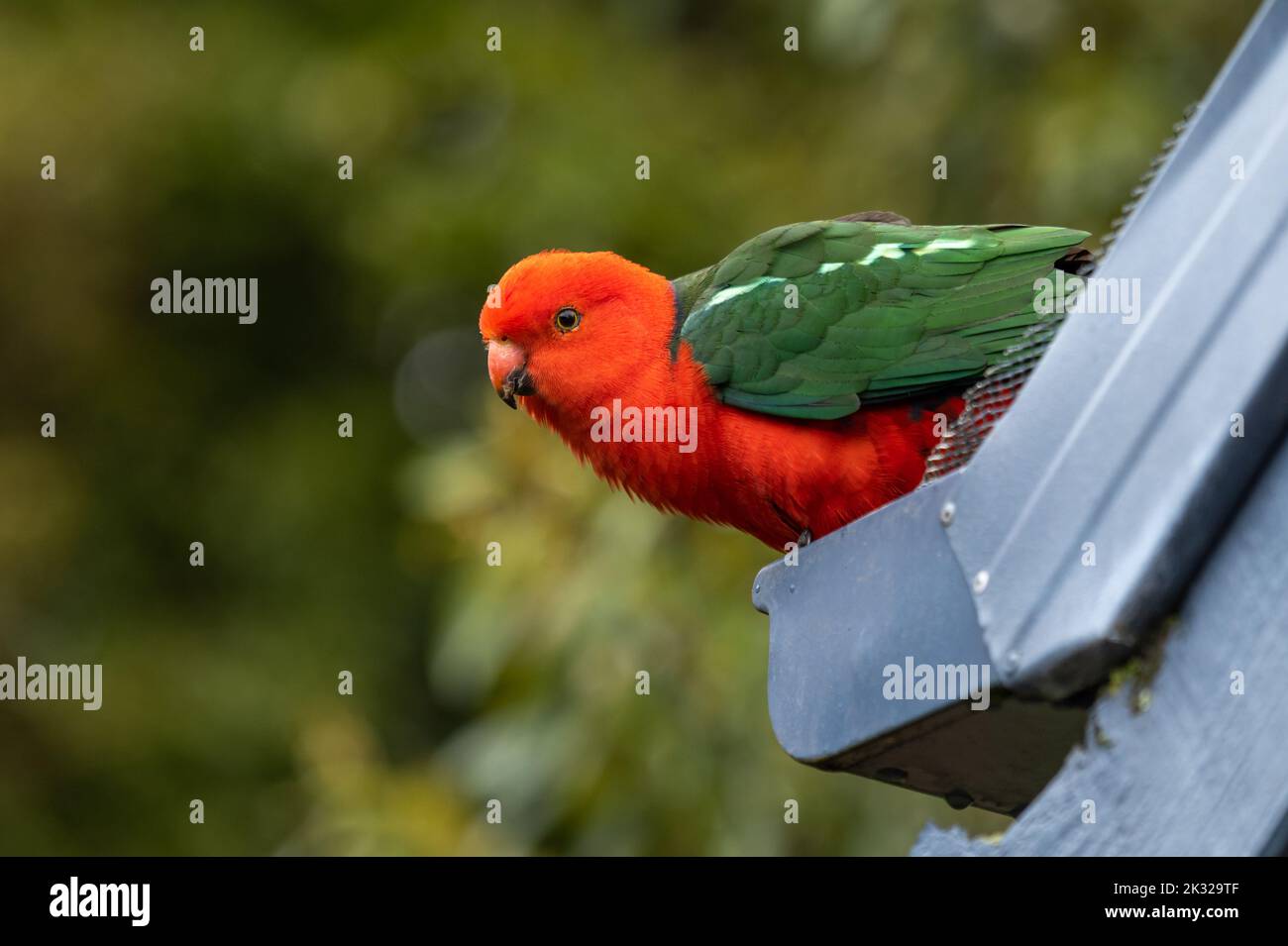 Le roi australien Parrot sur le toit d'une maison (nom scientifique alisterus scapularis) Banque D'Images