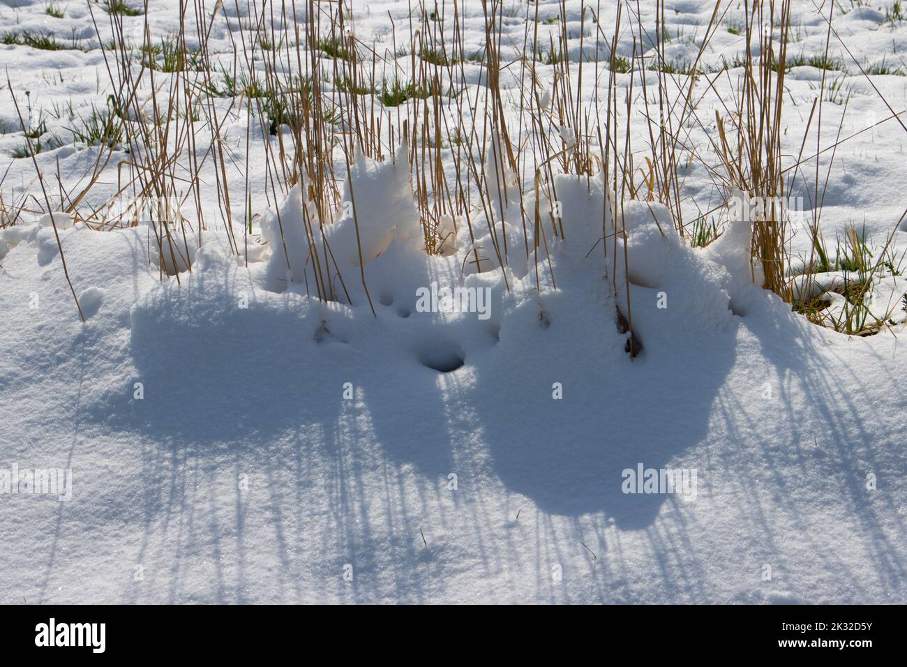 Herbe de roseau de plumes brun sec dans la neige Banque D'Images