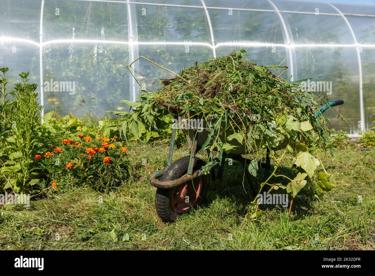 brouette dans le potager. Chariot de jardin dans le jardin de la cuisine rempli d'herbe de mouwn. Nettoyage des mauvaises herbes dans le jardin. Banque D'Images