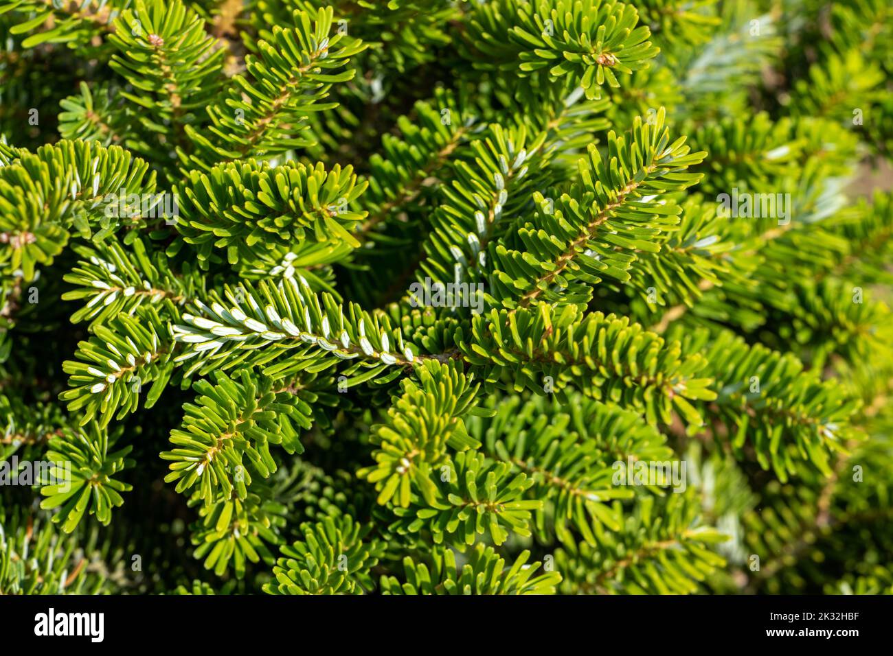 Corée Fir Abies koreana dans le jardin Banque D'Images