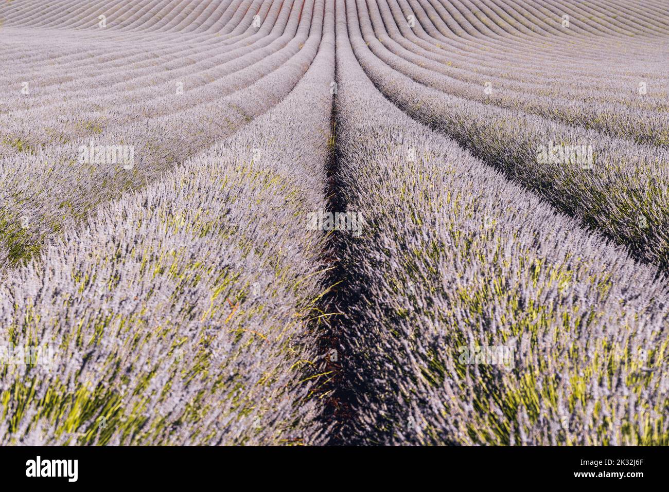 Vue panoramique sur le champ de lavande en Provence, sud de la France Banque D'Images